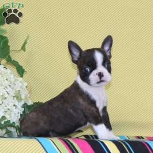 Pierre, Boston Terrier Puppy
